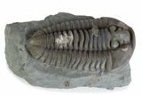 Prone Flexicalymene Trilobite - Mt Orab, Ohio #375192-1